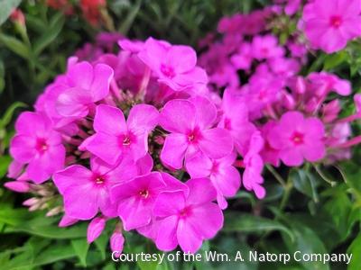 Phlox p. 'Flame Pink' -Ship Only