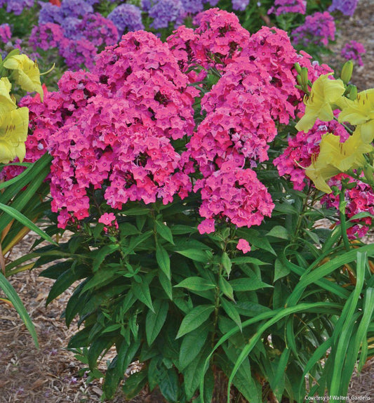 Phlox p. 'Glamour Girl' -Ship Only