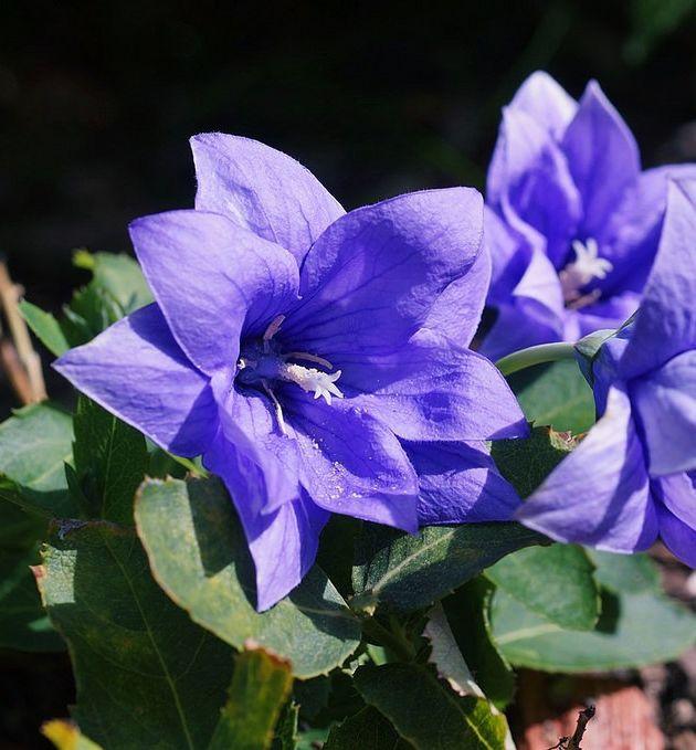 Platycodon g. 'Astra Blue' -Ship Only