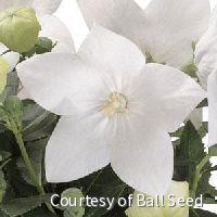 Platycodon g. 'Astra White' -Ship Only