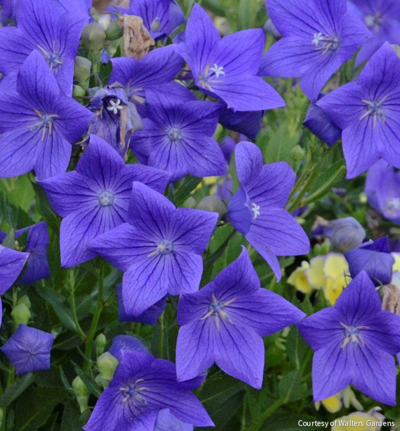 Platycodon g. 'Sentimental Blue' -Ship Only