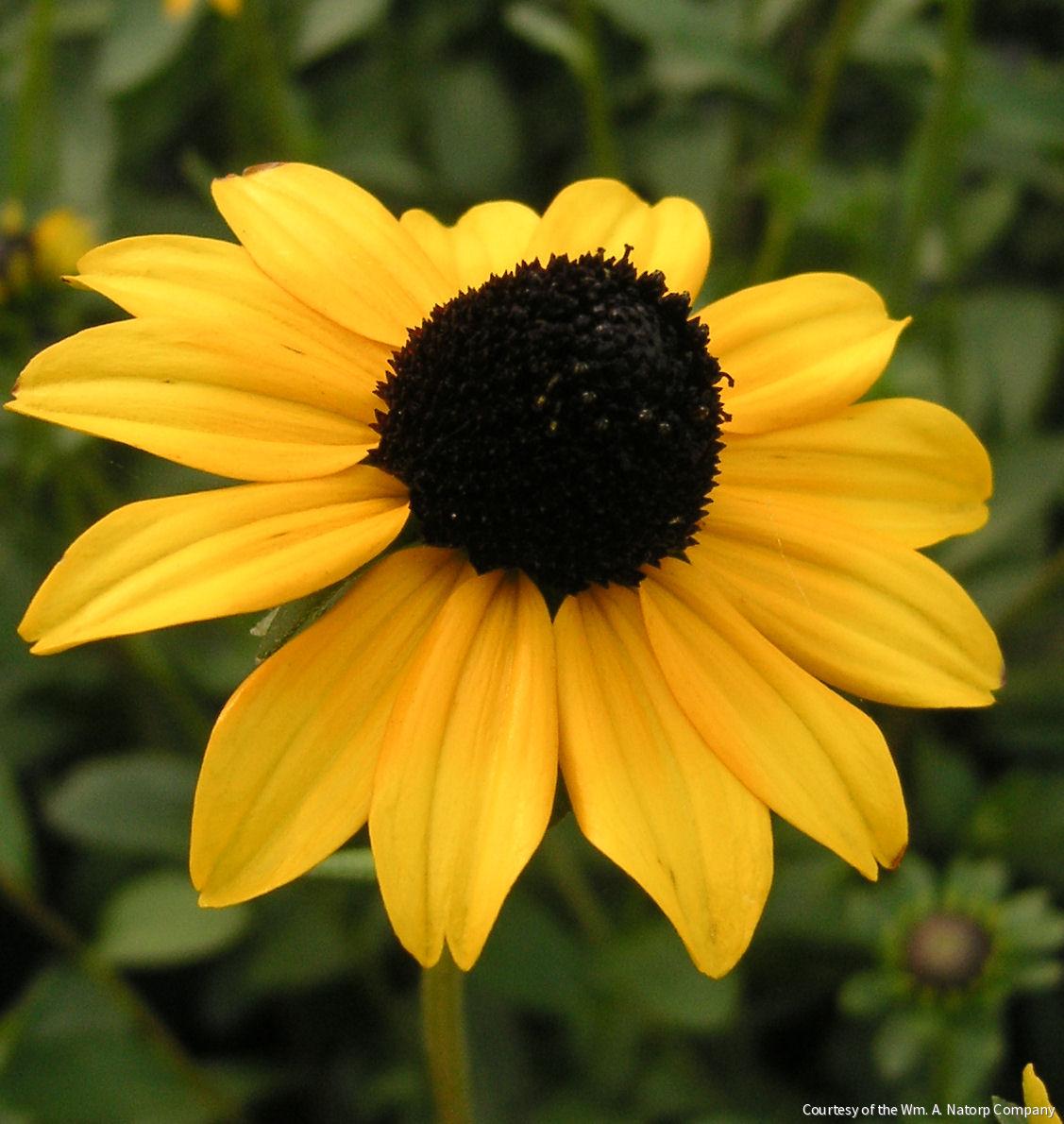 Rudbeckia f. 'Viette's Little Suzy' -Ship Only