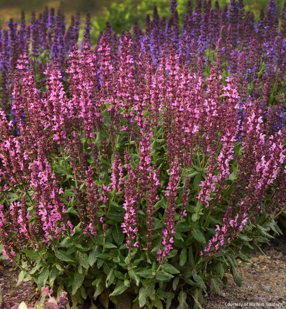 Salvia n. 'New Dimension Rose' -Ship Only