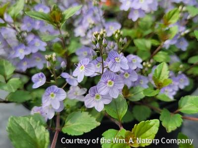 Veronica 'Waterperry Blue' -Ship Only
