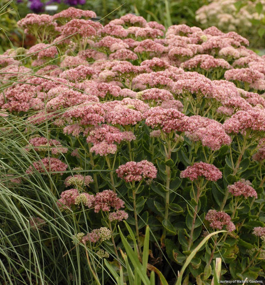 Sedum s. 'Autumn Fire' -Ship Only