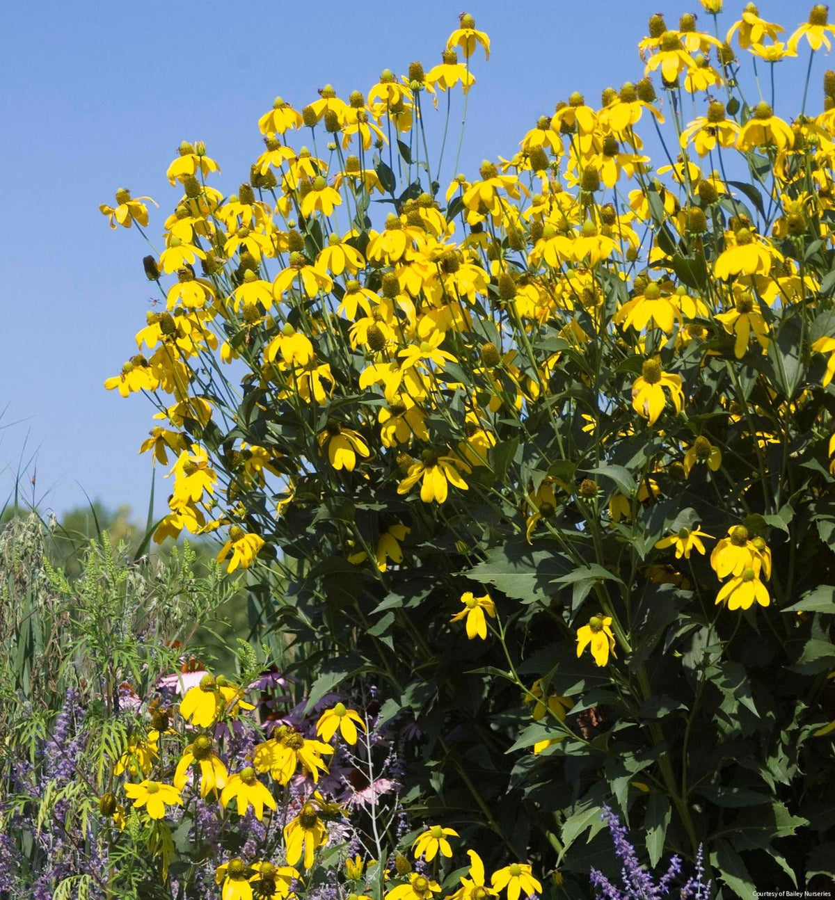 Rudbeckia l. 'Autumn Sun' (Herbstsonne) -Ship Only
