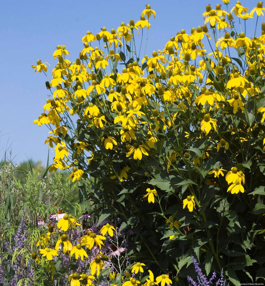 Rudbeckia l. 'Autumn Sun' (Herbstsonne) -Ship Only