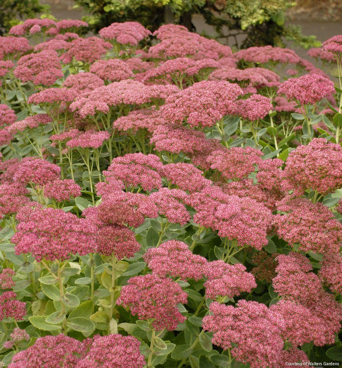 Sedum s. 'Autumn Joy' -Ship Only