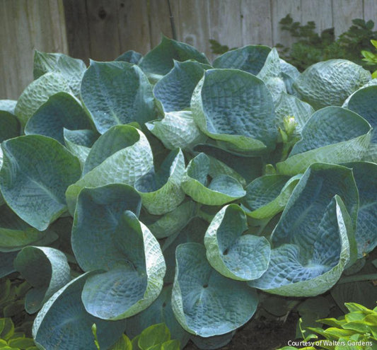 Hosta 'Abiqua Drinking Gourd' -Ship Only