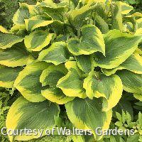 Hosta 'Atlantis' -Ship Only