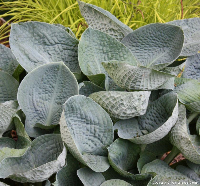 Hosta 'Big Daddy' -Ship Only