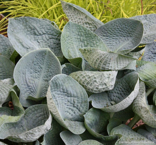 Hosta 'Big Daddy' -Ship Only