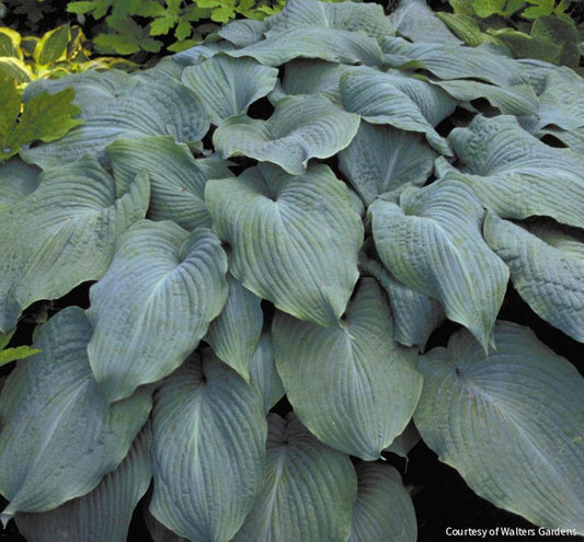 Hosta 'Blue Angel' -Ship Only