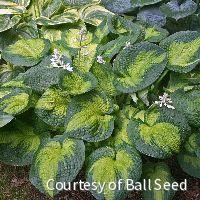 Hosta 'Brother Stefan' -Ship Only