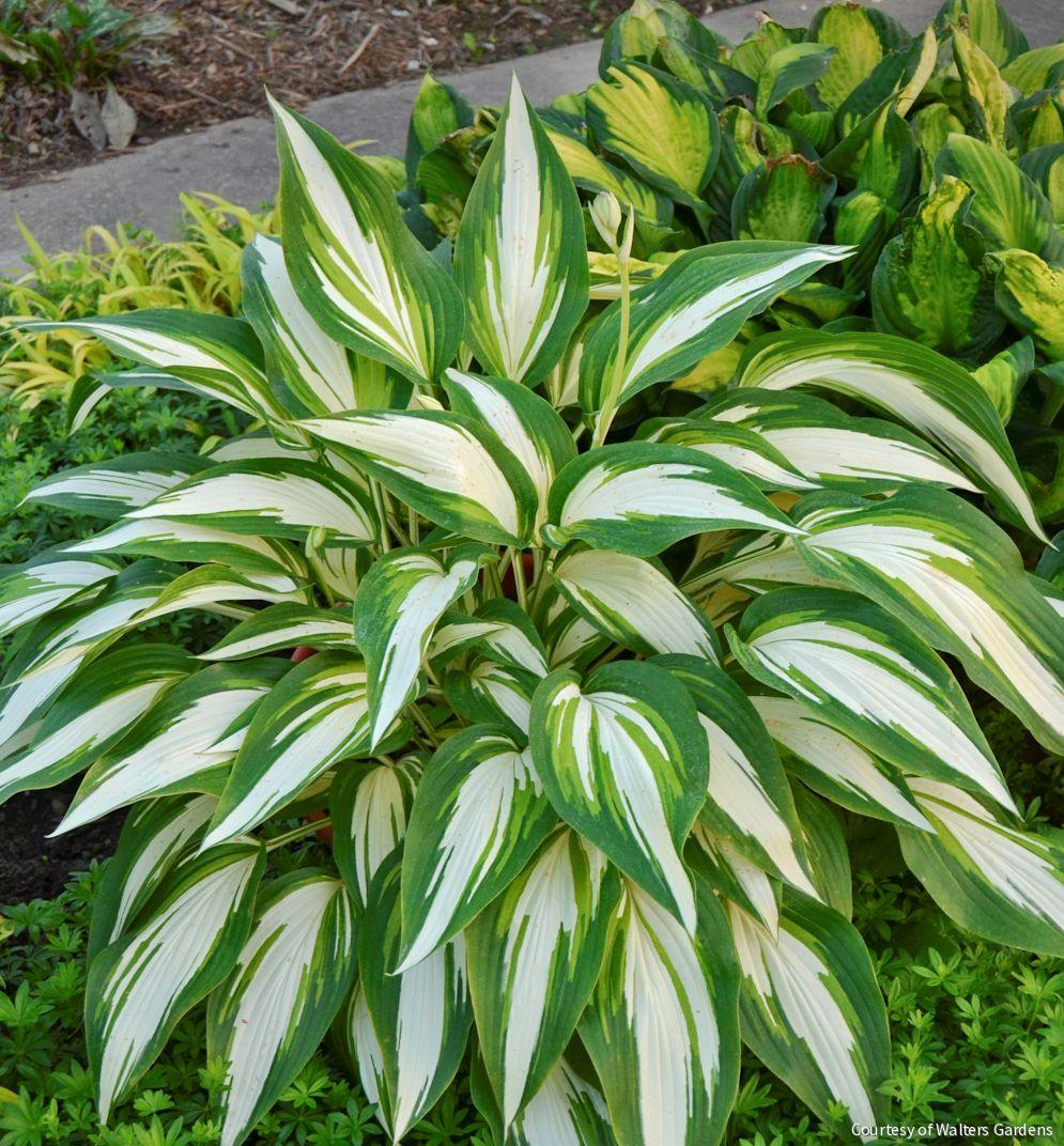 Hosta 'Cool As a Cucumber' -Ship Only