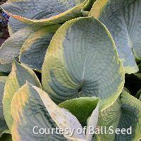 Hosta 'Frances Williams' -Ship Only