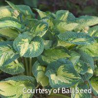 Hosta 'Great Expectations' -Ship Only