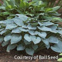 Hosta 'Halcyon' -Ship Only