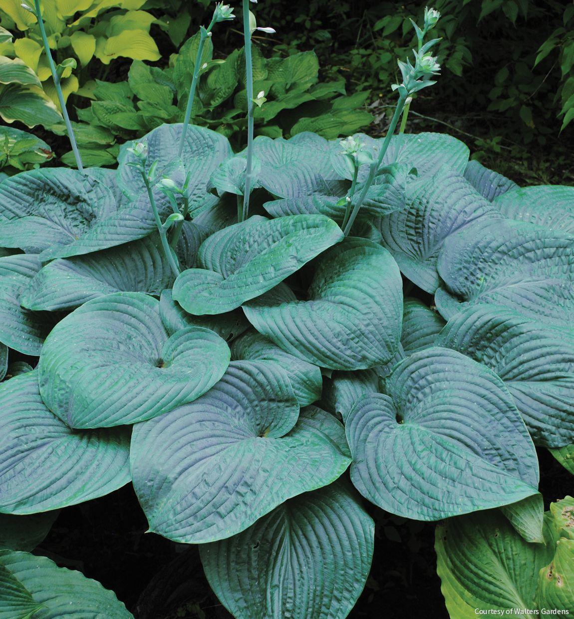 Hosta 'Humpback Whale' -Ship Only
