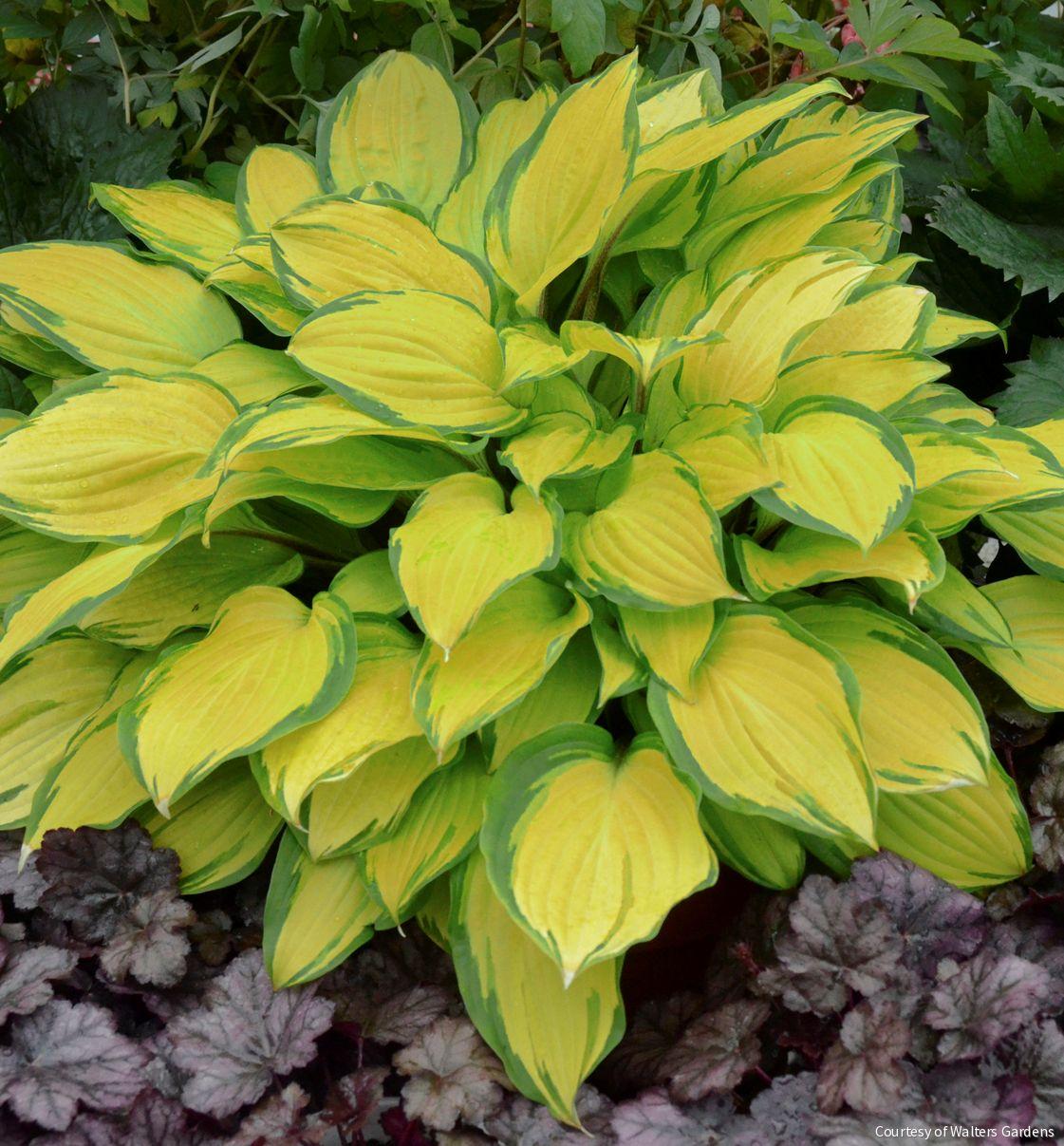 Hosta 'Island Breeze' -Ship Only
