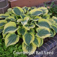 Hosta 'Liberty' -Ship Only