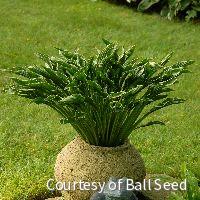 Hosta 'Praying Hands' -Ship Only