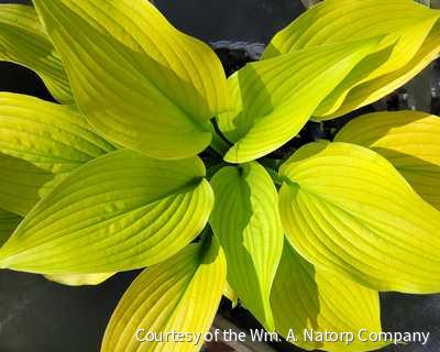 Hosta Shadowland® 'Coast to Coast' -Ship Only