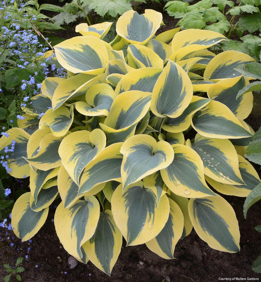 Hosta Shadowland® 'Autumn Frost' -Ship Only