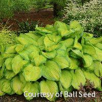 Hosta 'Stained Glass' -Ship Only