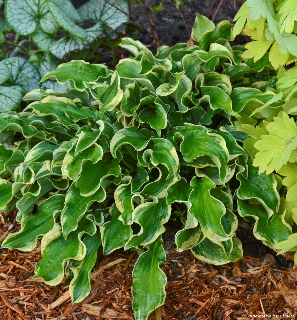 Hosta Shadowland® 'Wheee!' -Ship Only