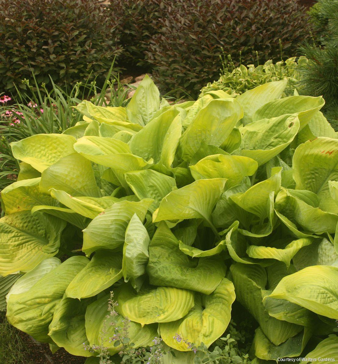 Hosta 'Sum and Substance' -Ship Only