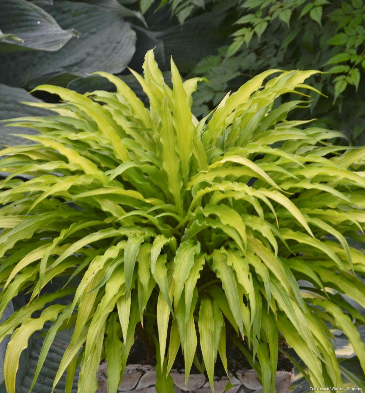 Hosta 'Curly Fries' -Ship Only