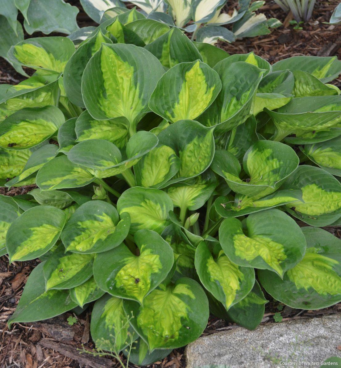 Hosta 'Pocketful Of Sunshine' -Ship Only