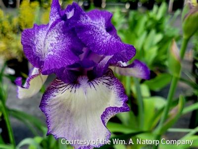 Iris g. 'Hemstitched' (Rebloom) -Ship Only