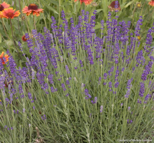 Lavandula a. 'Hidcote' -Ship Only