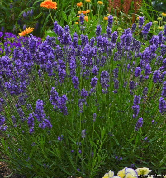 Lavandula a. Sweet Romance® -Ship Only