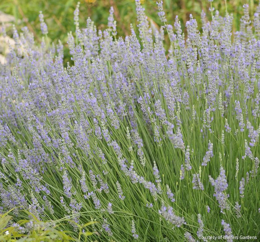 Lavandula x i. 'Provence' -Ship Only
