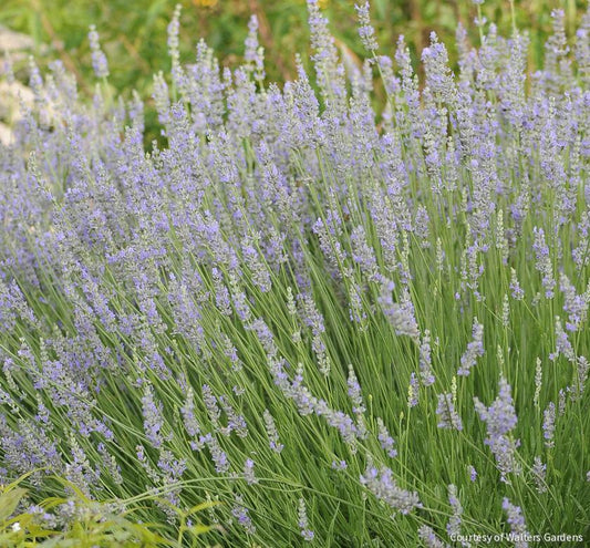 Lavandula x i. 'Provence' -Ship Only