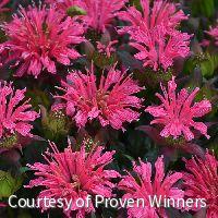 Monarda d. 'Pardon My Rose' -Ship Only