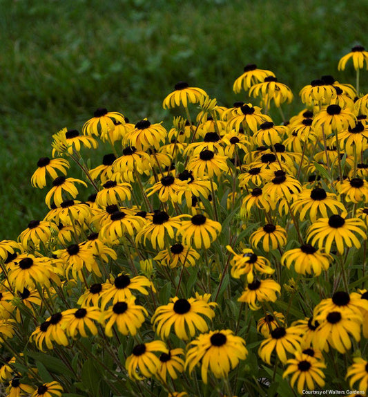 Rudbeckia 'American Gold Rush' -Ship Only
