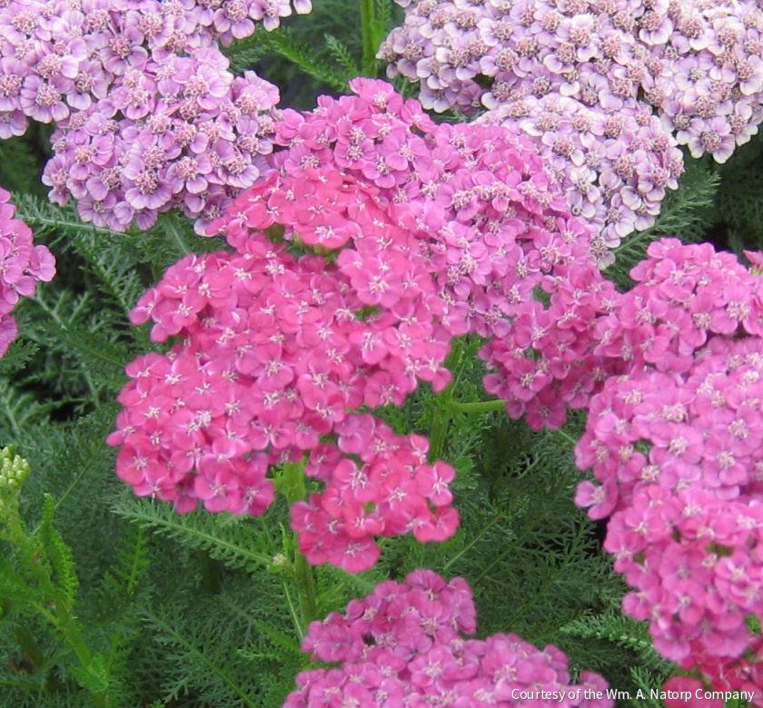 Achillea m. 'Saucy Seduction' -Ship Only