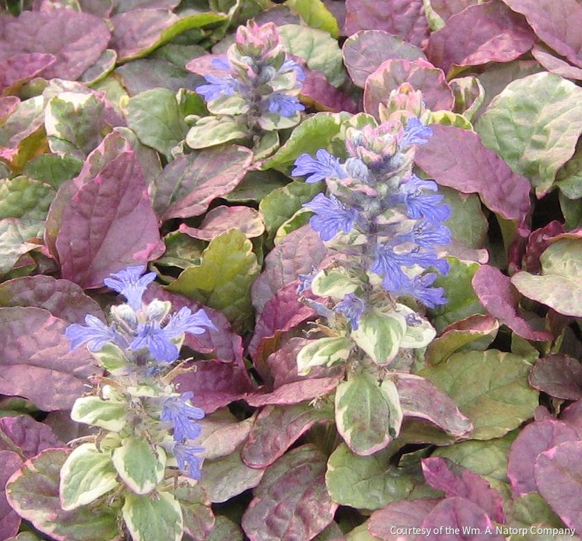 Ajuga r. 'Burgundy Glow' -Ship Only