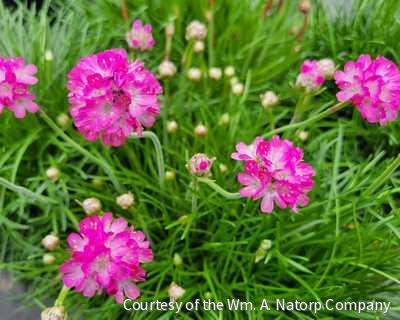 Armeria m. 'Splendens' -Ship Only