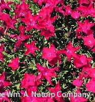 Dianthus Kahori® Scarlet -Ship Only
