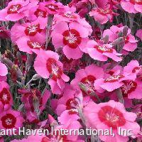 Dianthus 'Peppermint Star' -Ship Only