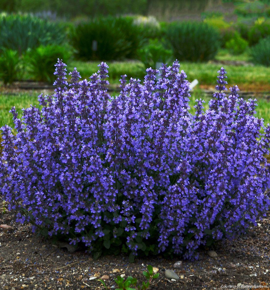 Nepeta 'Cat's Pajamas' -Ship Only