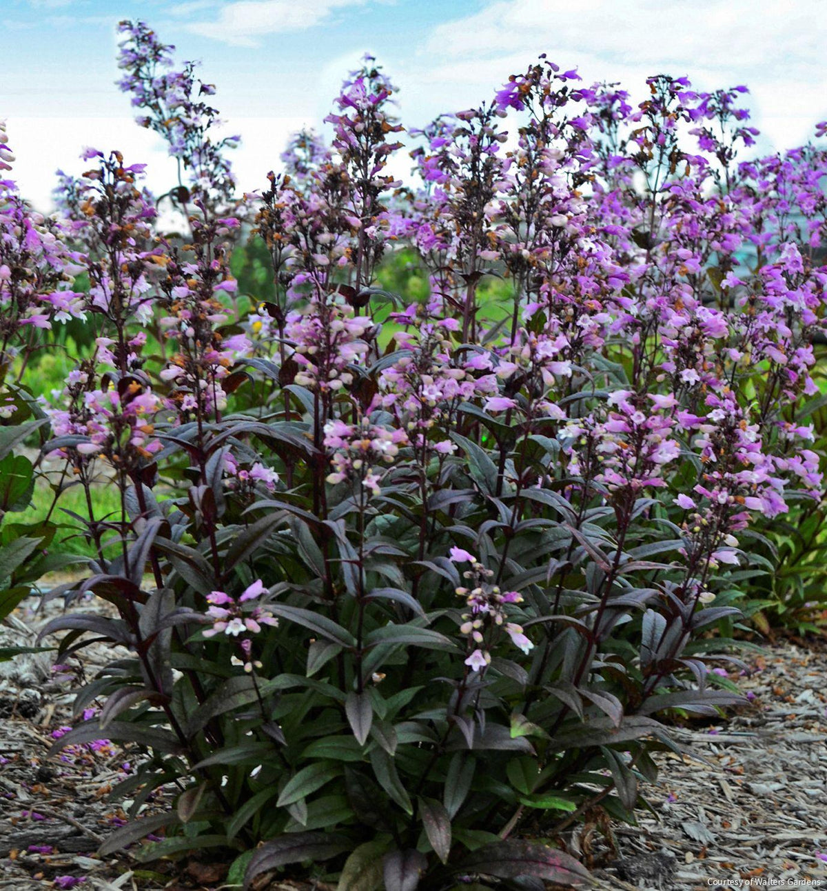 Penstemon 'Blackbeard' -Ship Only