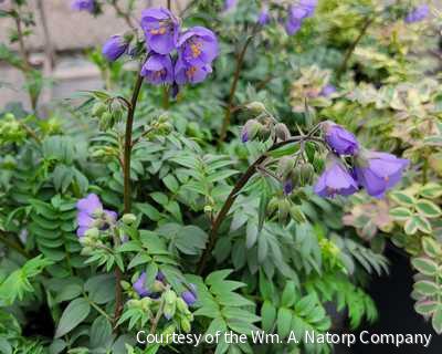 Polemonium 'Heaven Scent' -Ship Only
