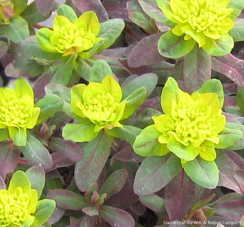 Euphorbia p. 'Bonfire' -Ship Only