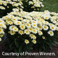 Leucanthemum s. 'Banana Cream II' -Ship Only